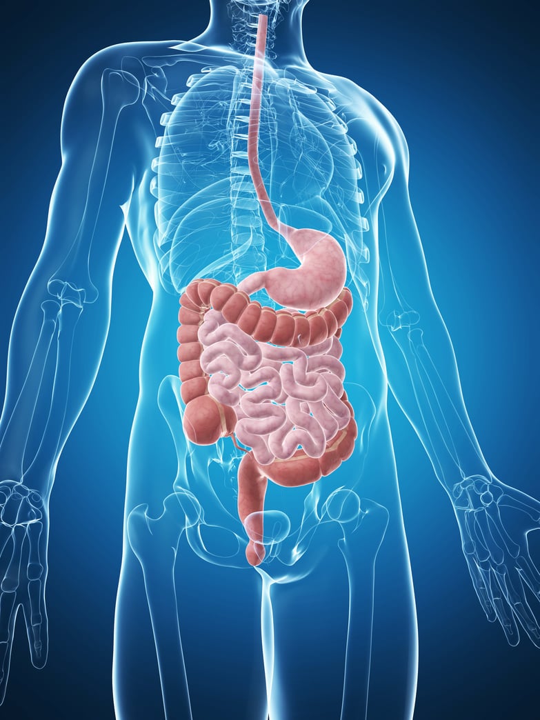 Did you know: Chiropractic care can help with digestive issues